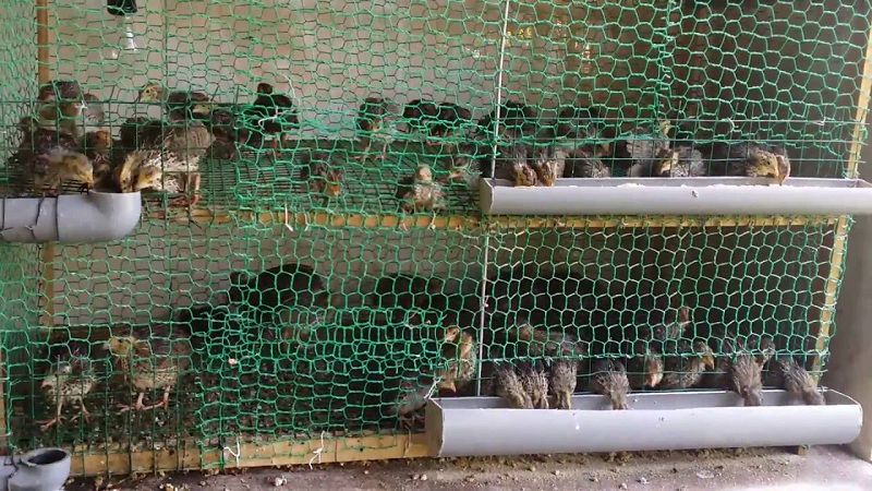 Kỹ thuật nuôi chim cút sinh sản  Gà Thả Vườn
